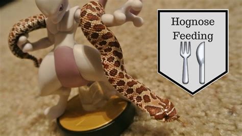 Hognose snakes don't grow very large, and a tank that allows them to stretch the entire length of their body will suffice. baby hognose snake feeding! - YouTube