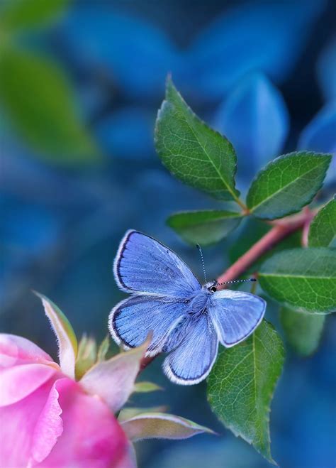 Tatiana Krylova Butterfly Kisses Blue Butterfly Butterfly Wings