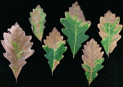 Landscape Oak Anthracnose Umass Center For Agriculture Food And The