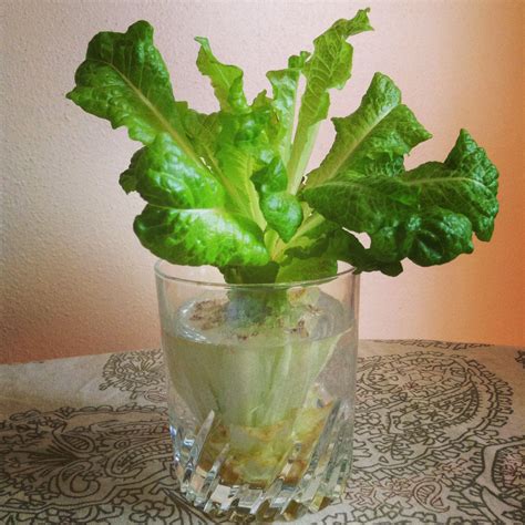 Regrowing Romaine Lettuce Heart Diy Garden