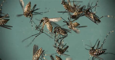 Philadelphia Ranks As One Of The Worst Cities For Mosquitoes Report