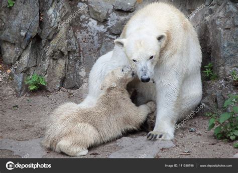 Baby Bear And Mother Stock Photo By ©wrangel 141538196