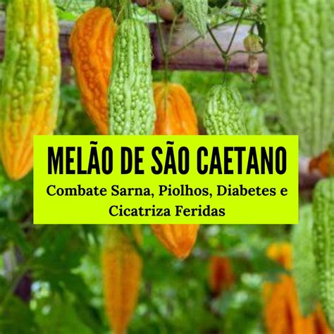 O movimento brasil livre é uma entidade que visa mobilizar cidadãos em favor de uma sociedade mais livre,. Chá de Melão-de-são-caetano: Combate Sarna, Piolhos ...