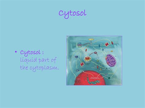 Ppt Plant Cell Powerpoint Presentation Free Download Id9486586