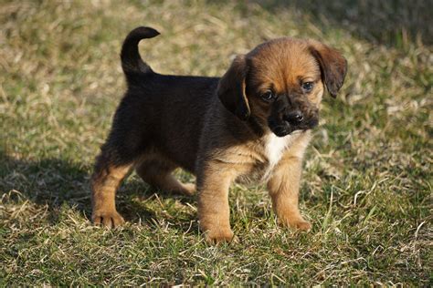 Puggle Puppies For Adoption Puggle Dogs For Adoption