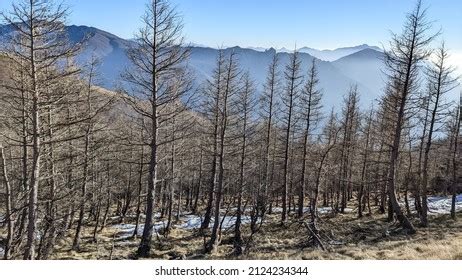 Naked Pine Trees Without Leaves Winter Stock Photo 2124234344