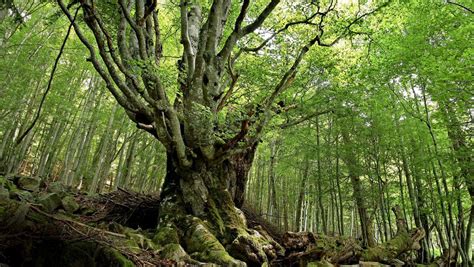 Alle aktuellen news zum thema digitaler impfnachweis sowie bilder, videos und infos zu digitaler impfnachweis bei genesene und geimpfte: Langstreckenradtour im Südschwarzwald: Halte ich das durch ...