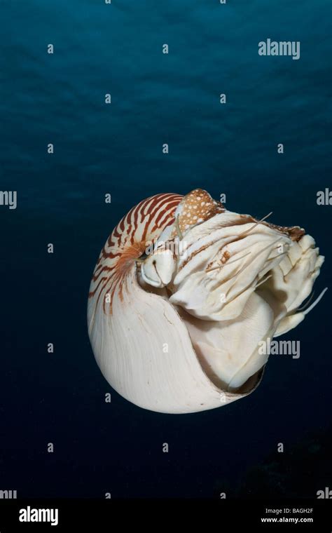 Chambered Nautilus Nautilus Belauensis Micronesia Palau Stock Photo Alamy