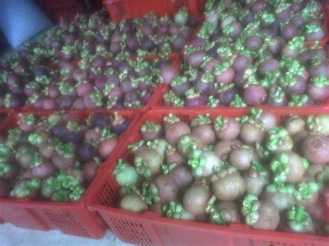 Secara tradisional buah manggis digunakan sebagai obat sariawan, wasir dan luka. MANGGIS IDOLA: 07. Manggis Induk Obat Herbal