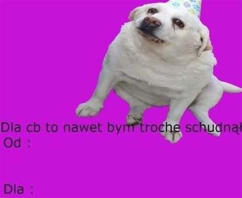 Pin By Klaudia Zborowska On Pieski Cute Dogs Wholesome Memes