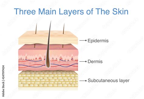 Three Main Layer Of The Human Skin Illustration About Medical Diagram