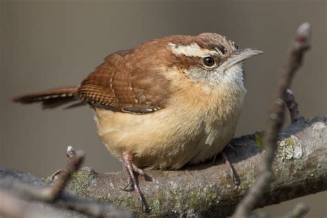 Carolina Wren Male Jeremy Meyer Photography