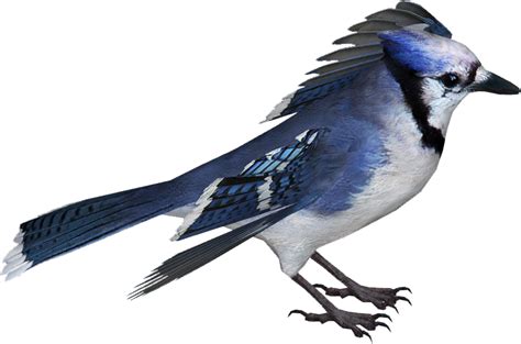 Blue Jay Png Isolated File Png Mart