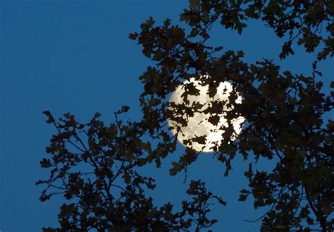 Full Moon Behind Oak Tree Foto And Bild Mondaufnahmen Himmel