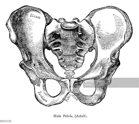 Male Pelvis High Res Vector Graphic Getty Images