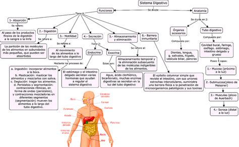 Mapas Conceptualessistema Digestivo Muscular Respiratorio Mapa Porn Sexiz Pix