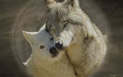 45 Wolves In Love Wallpapers