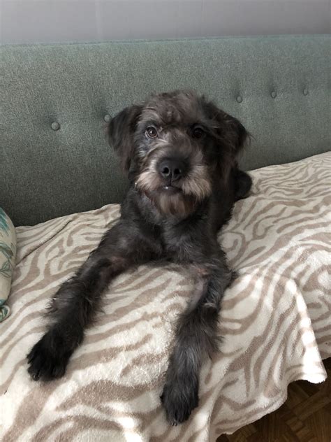 Due to work commitments we have had problems house training. French Boodle Poodle X French Bulldog Poodle Cross | Dog ...