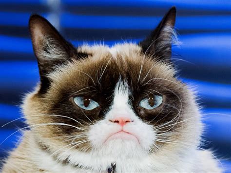 Grumpy Cat Happy New Year Meme Complete Quotes