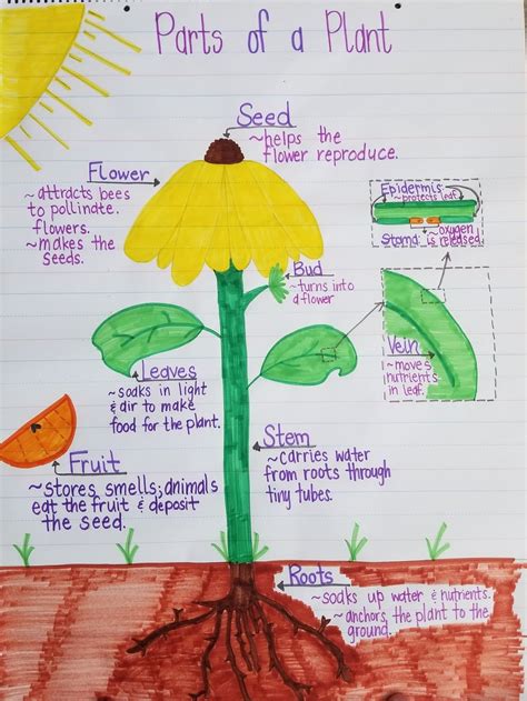 Anchor Chart Parts Of A Plant