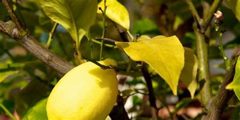 How To Fix Yellow Leaves On Your Lemon Tree Couch To Homestead