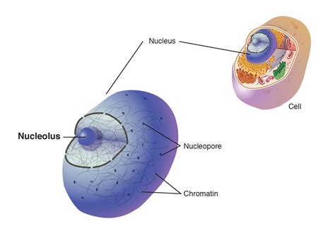Check spelling or type a new query. Nucleolus
