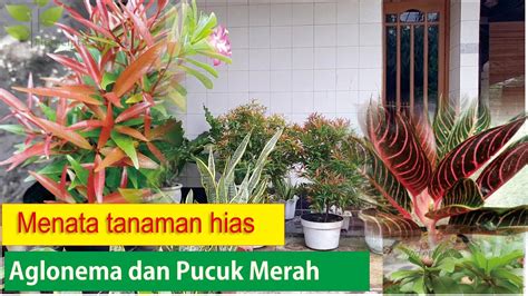 Setiap orang tentu saja telah tidak asing dengan tanaman bunga. Menata tanaman hias di pekarangan rumah "aglonema, pucuk ...