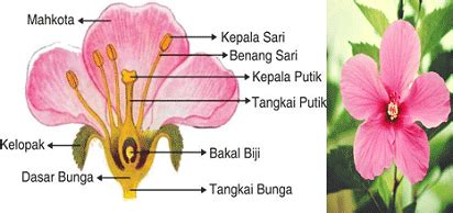 Lukisan bunga kembang sepatu 60x80cm shopee indonesia. Tentang Bunga Kembang Sepatu Dan Bagian-Bagiannya - Macam ...