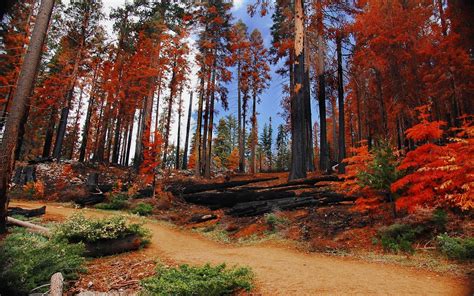 Landscapes Trees Autumn Forests National Park Yosemite National Park