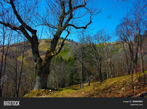 Isolated Natural Image And Photo Free Trial Bigstock