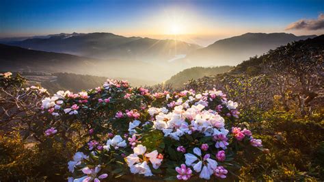 Download Windows 10 Wallpapers (4K) Just Released by Microsoft