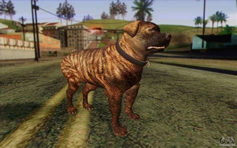 Rottweiler From Gta 5 Skin 1 For Gta San Andreas