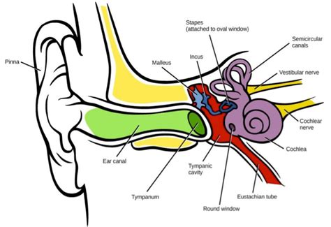 Early Intervention Vestibular System And Visual Motor Coordination Blog