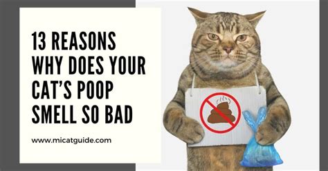 Why Does My Cats Poop Smell So Bad 13 Possible Reasons Mi Cat Guide