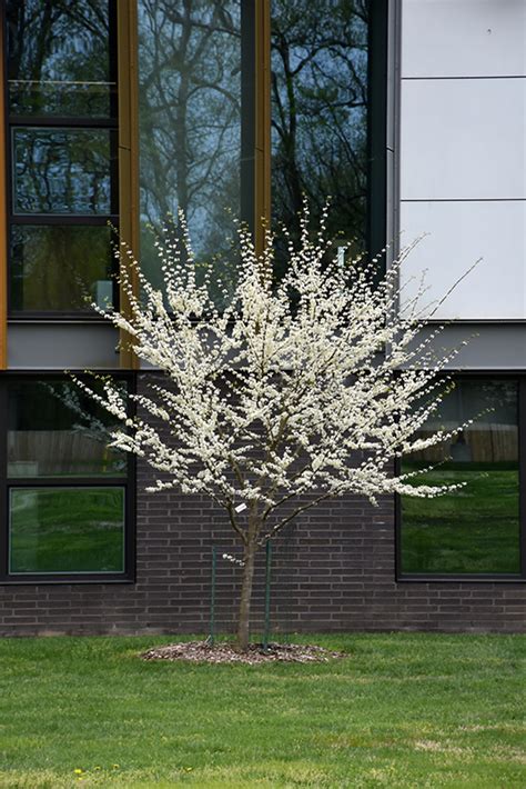 Royal White Redbud Cercis Canadensis Royal White In Search Our