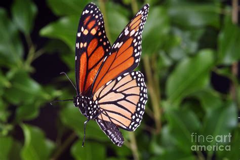 Monarch Butterfly In Flight Photograph By Ted Kinsman