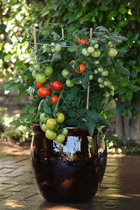 Little Sicily Compact Slicing Tomato Bonnie Plants Tomato Seeds