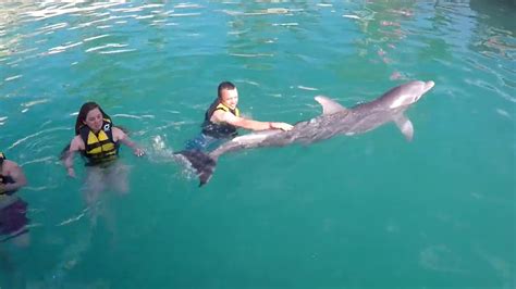 Nadando Con Delfin Ocean World Puerto Plata Republica Dominicana Youtube