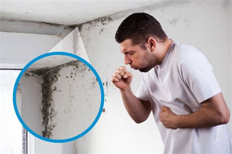 Professional Mold Remediation Services In Greater Boston Ma Aw Puma