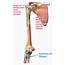 The Biceps Brachii Muscle  Yoganatomy