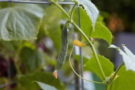 How And When To Harvest Cucumbers