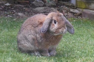 17 Signs of Old Age in Rabbits (And How You Can Help)!