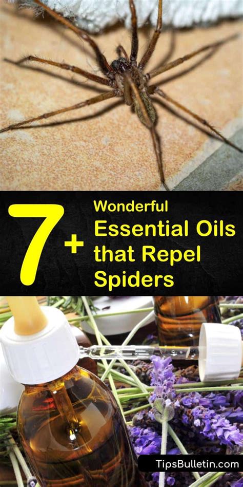 7 Wonderful Essential Oils That Repel Spiders Spider Repellent Essential Oils Essential Oil