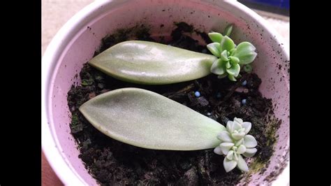 Propagating Succulents From Leaves Youtube