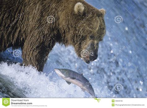 Grizzly Bear Swimming With Fish In Mouth Stock Image