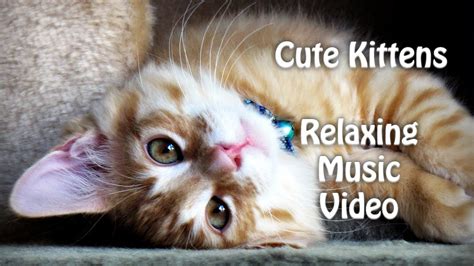 Cute Kittens For Babies Sleeping Cats Relaxing Music Video Youtube