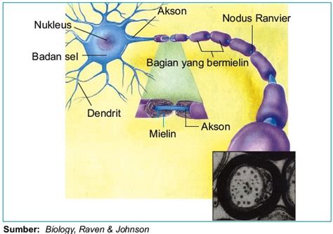 Struktur Dan Fungsi Neuron Sel Sel Saraf