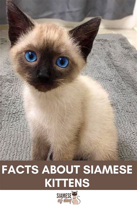 Kittens are born deaf and blind, with their ears and eyes closed. Pin on Siamese Of Day Official