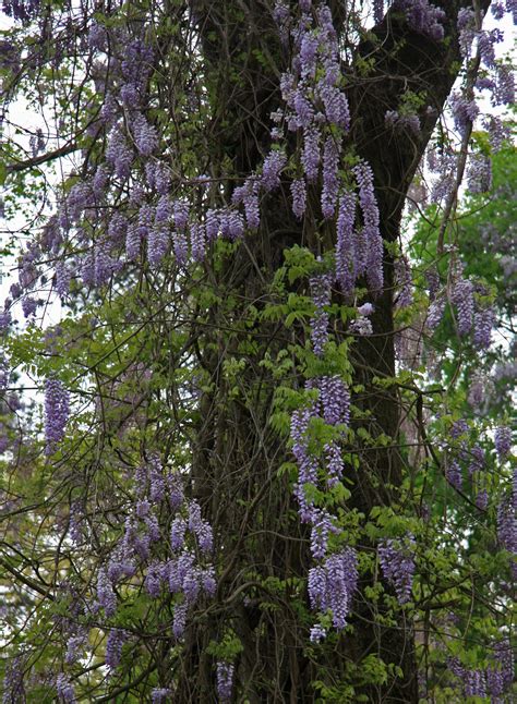 You Can Now Buy Gorgeous Wisteria Trees At Home Depot For 23