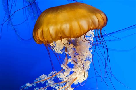 Orange Bell Jellyfish Scott Aquarium Evesnature Flickr